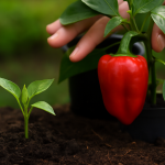 O truque simples para plantar Pimentão em casa que ninguém te contou