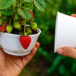 O segredo dos Morangos fartos; como cultivar em casa usando apenas uma embalagem
