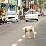 MPTO aponta abandono e cobra medidas urgentes para proteção animal no sudeste do Tocantins