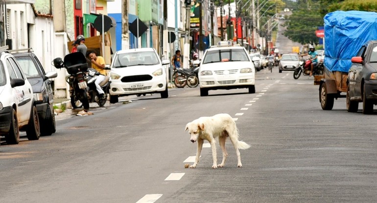 MPTO aponta abandono e cobra medidas urgentes para proteção animal no sudeste do Tocantins